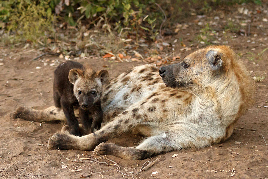 africa safari YYY