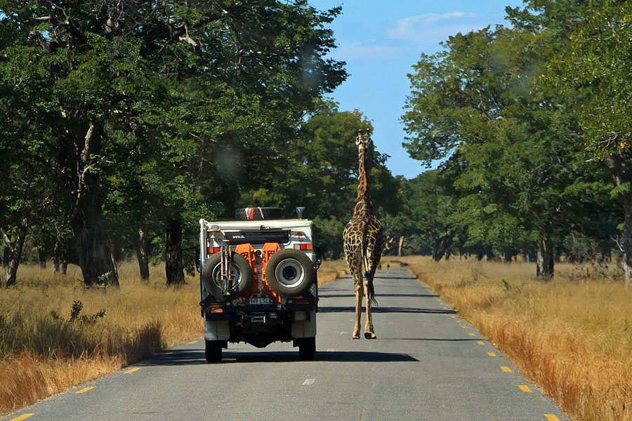 africa safari YYY