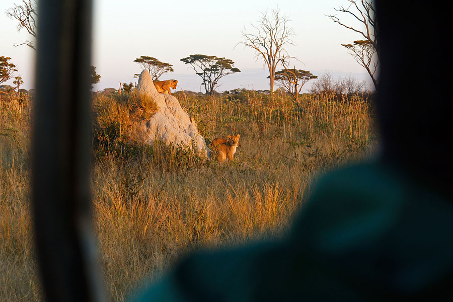 africa safari YYY