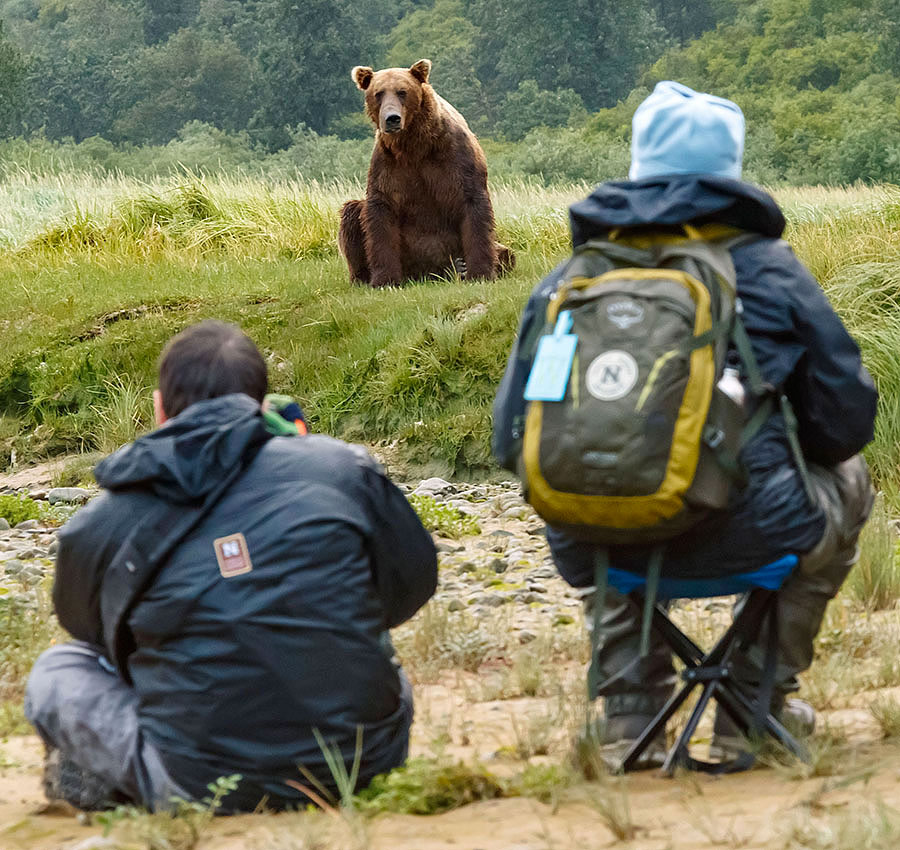 katmai brown bears c8