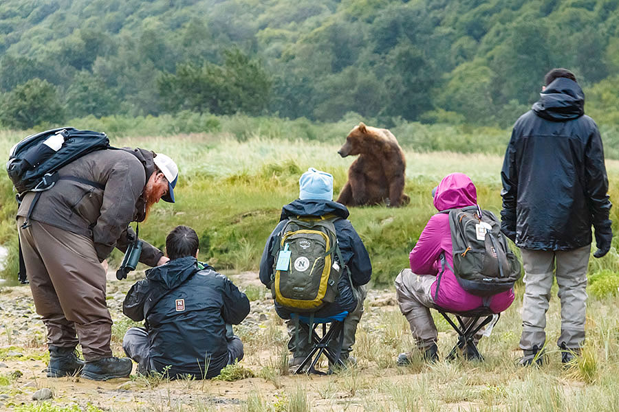 katmai brown bears c7