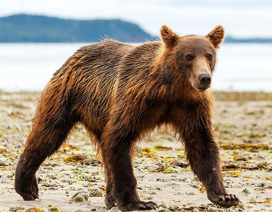 katmai brown bears e7