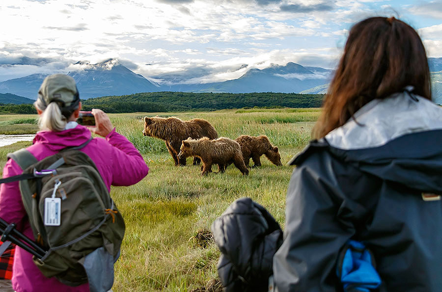 katmai brown bears e8