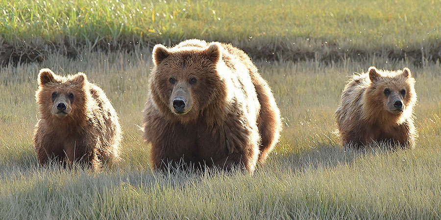 katmai brown bears c0