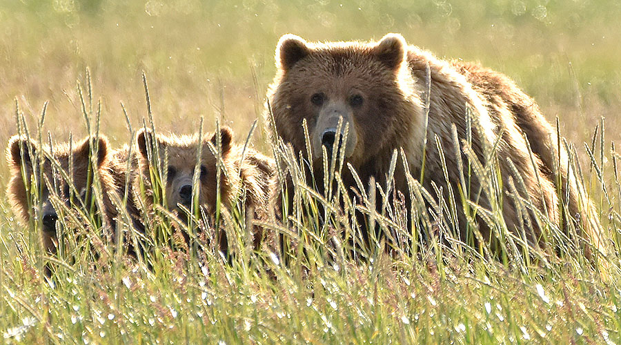 katmai brown bears c9