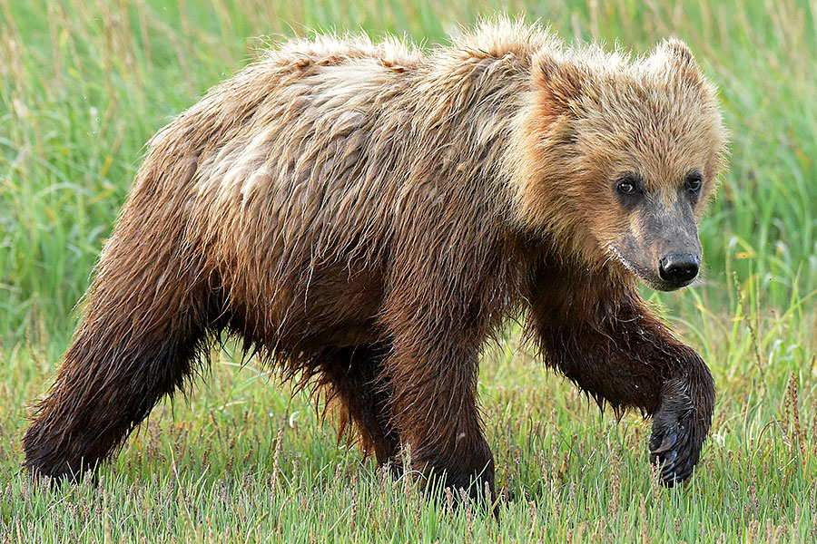 katmai brown bears d1