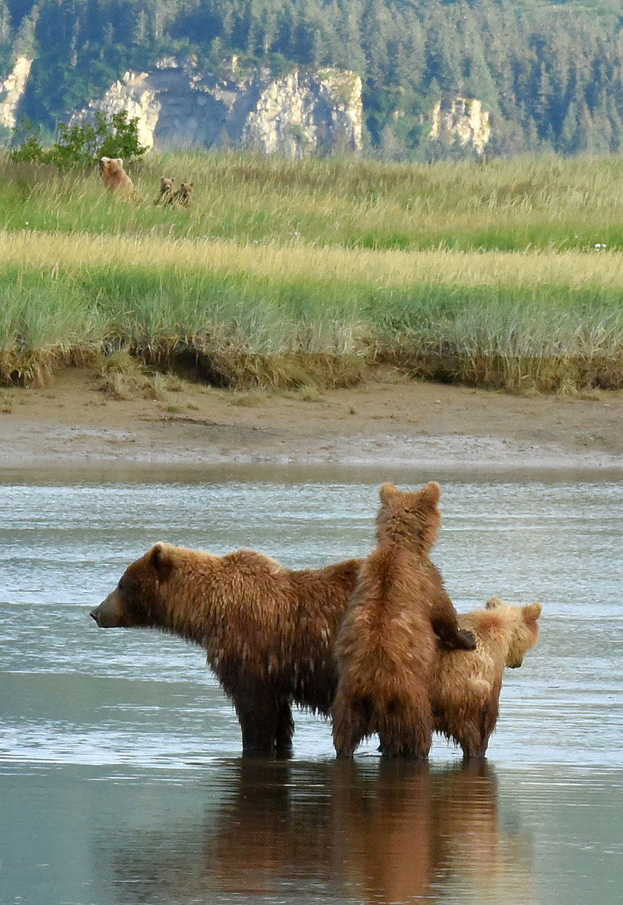 katmai brown bears d4