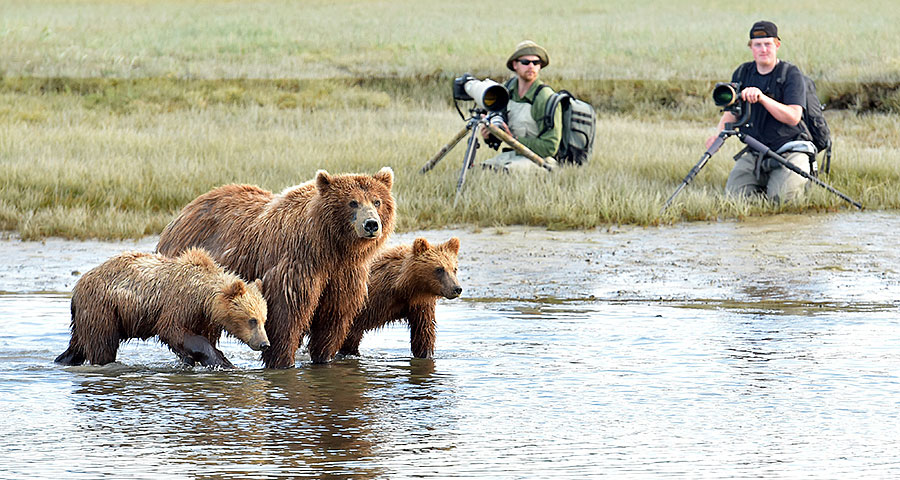 katmai brown bears d2