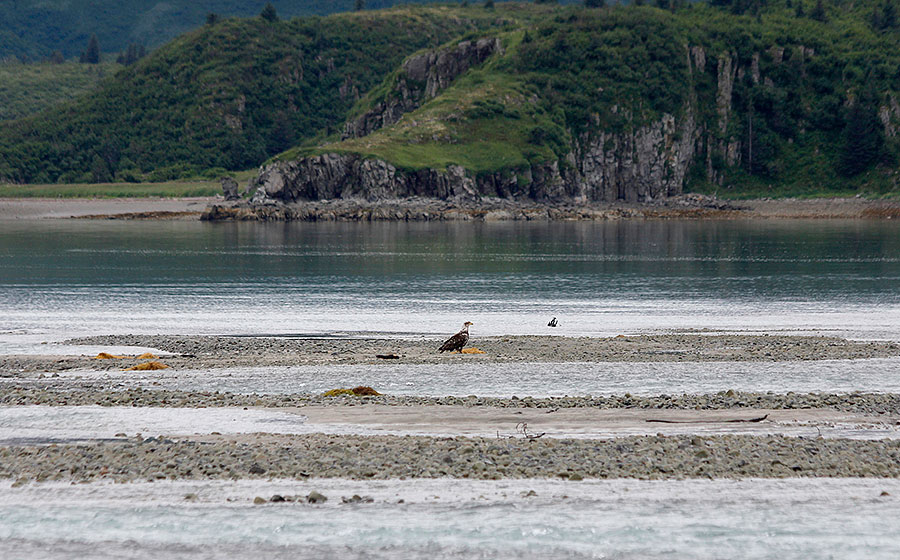 katmai brown bears d8