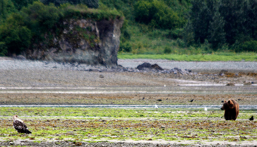 katmai brown bears d9