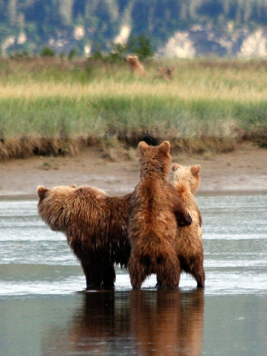 katmai brown bears d5