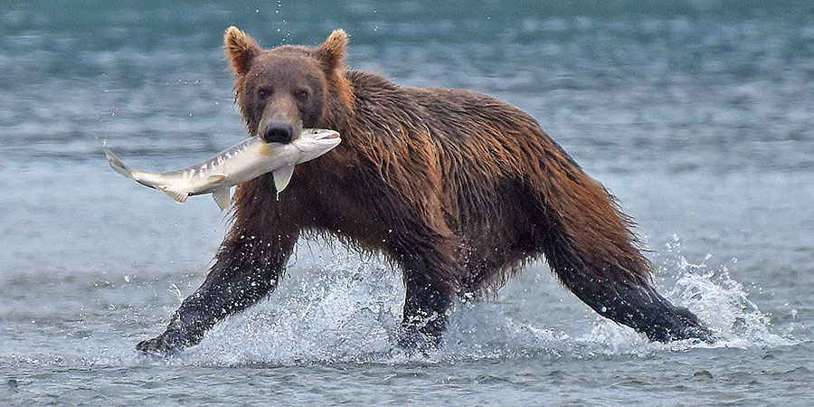 katmai brown bears f4