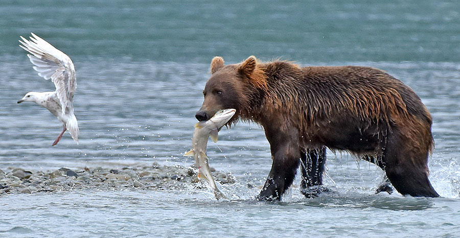 katmai brown bears f5