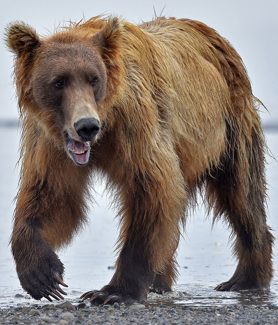 katmai brown bears f6