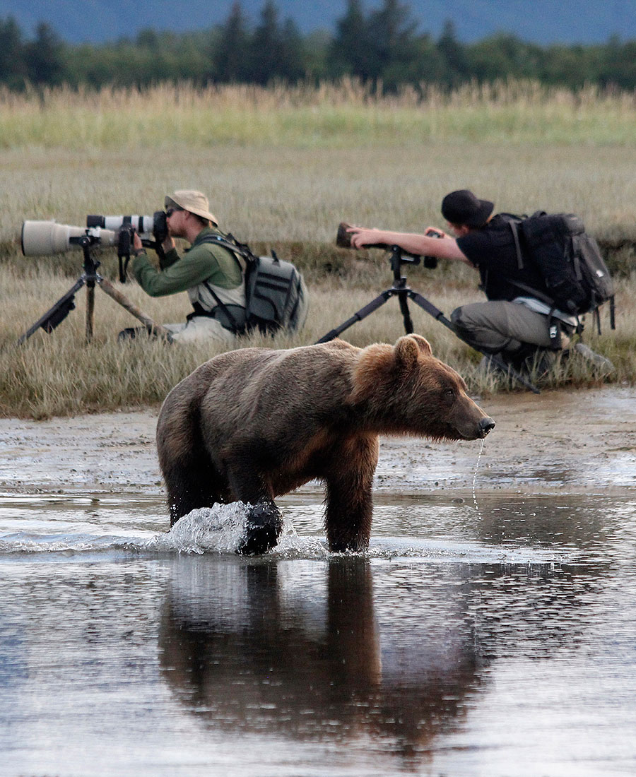 katmai brown bears d3