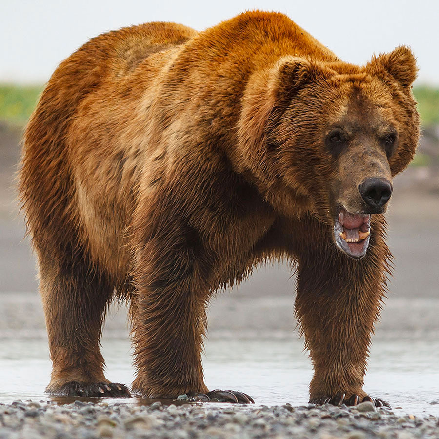 katmai brown bears a1