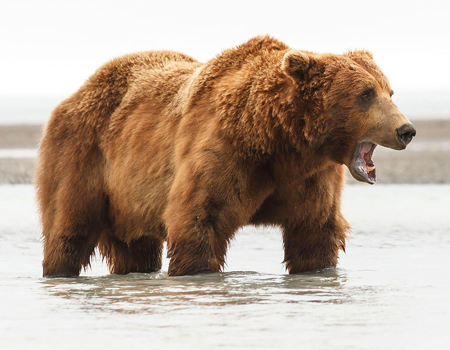 katmai brown bears g4