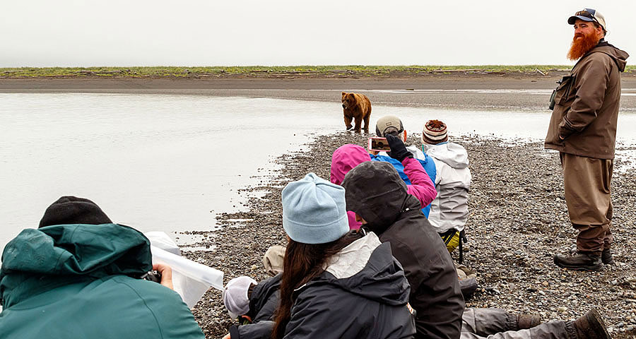 katmai brown bears h1