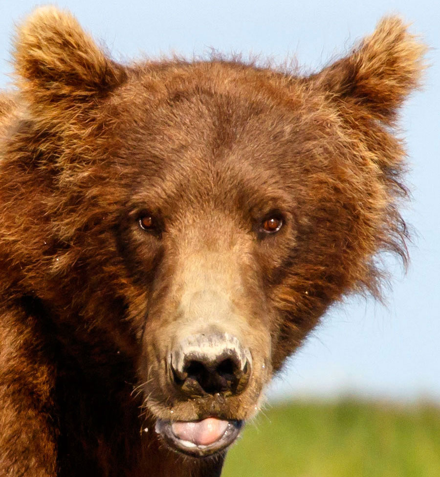 Katmai Brown Bears Sequence YYY01