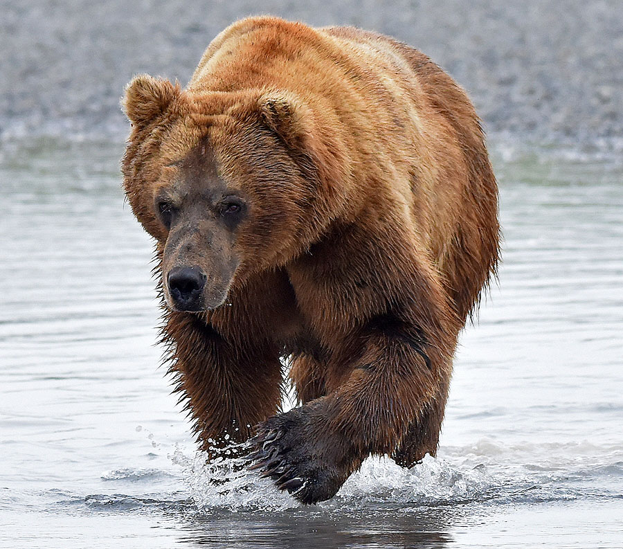 katmai brown bears f7