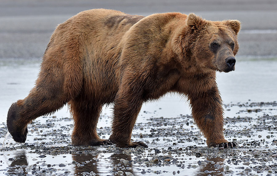 katmai brown bears f8