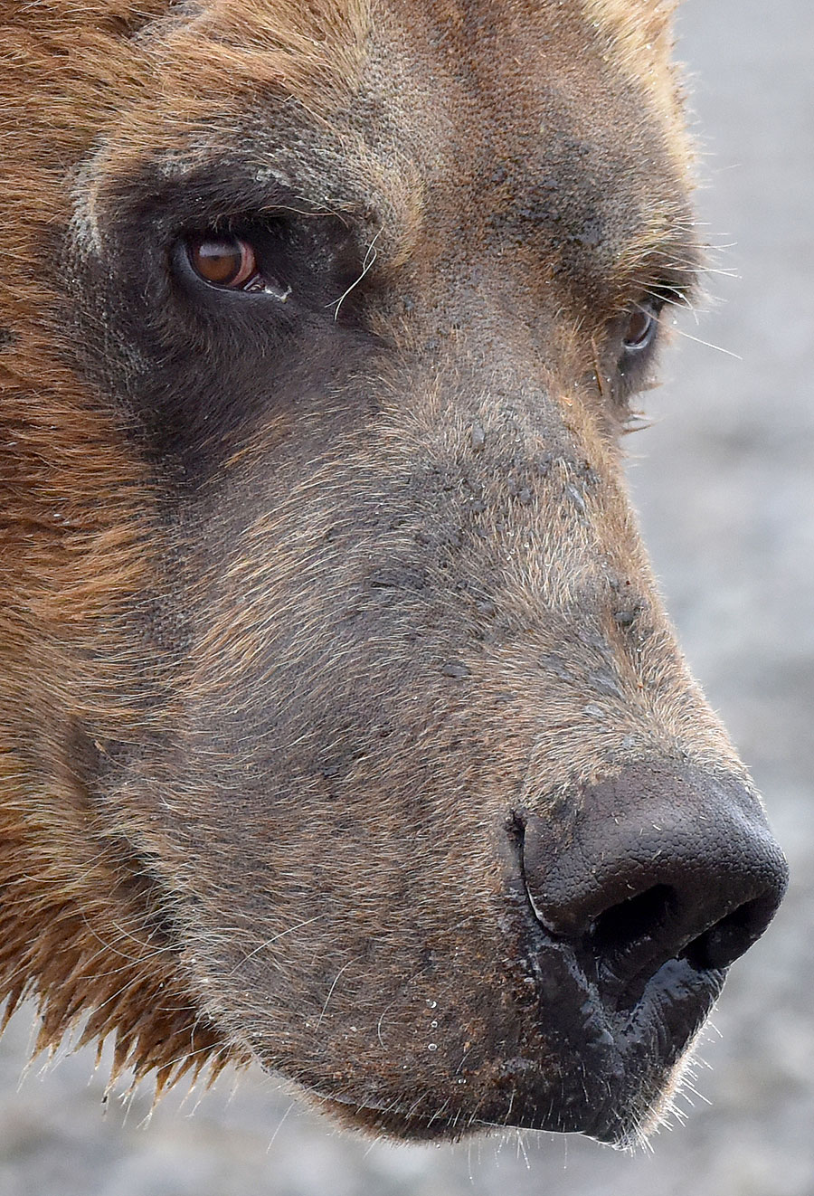 katmai brown bears f9