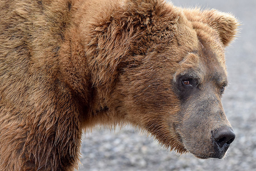 katmai brown bears f0