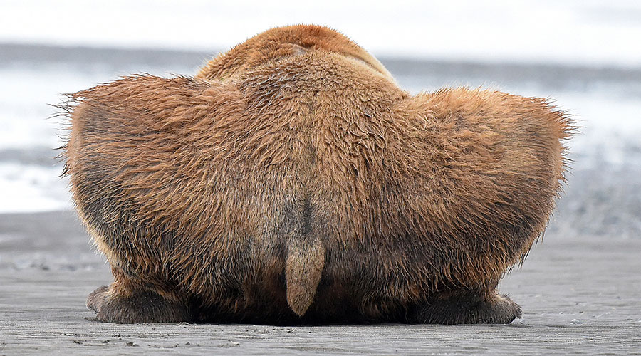 katmai brown bears g8