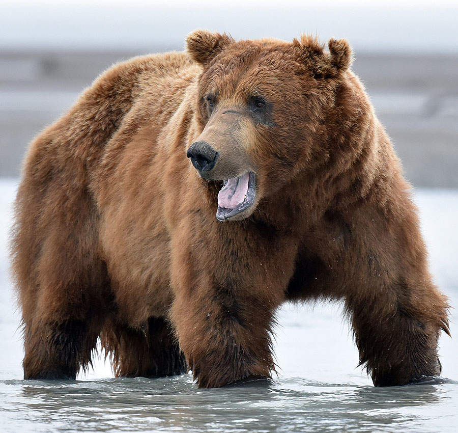 katmai brown bears g5