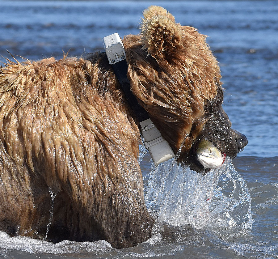 katmai brown bears g7