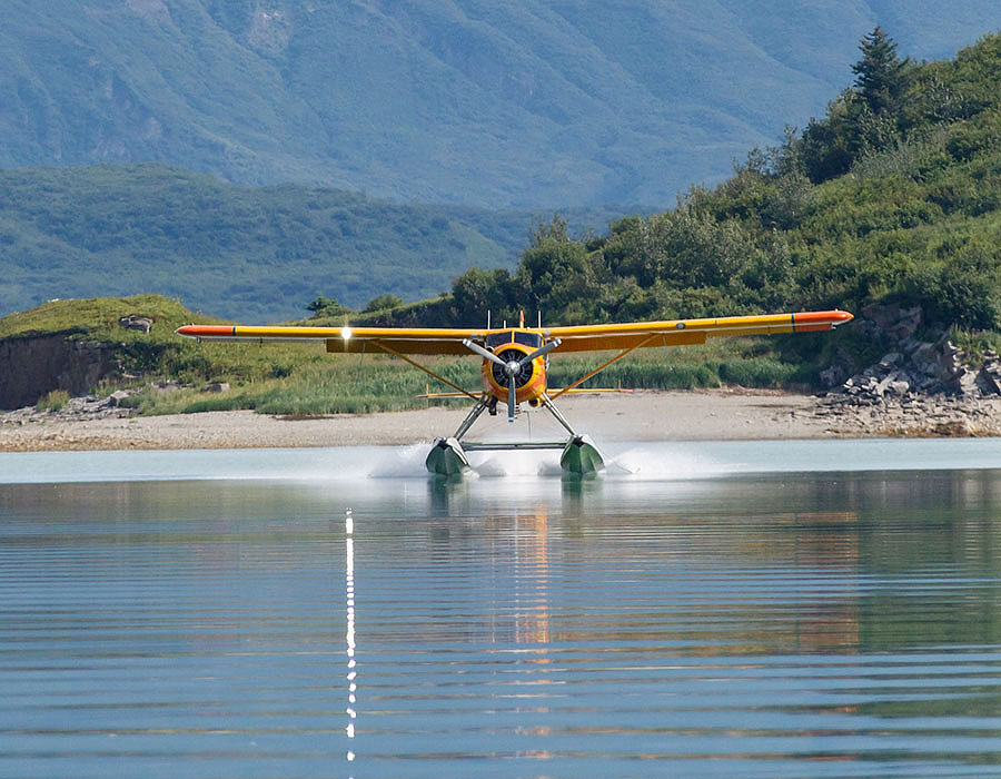 Katmai Brown Bears Sequence YYY02