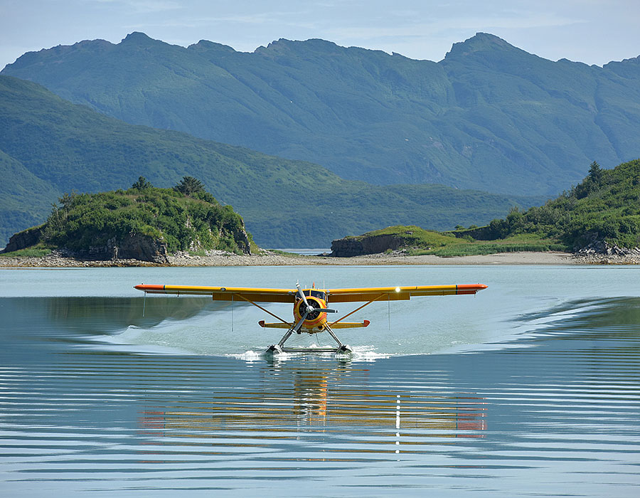 katmai brown bears c3