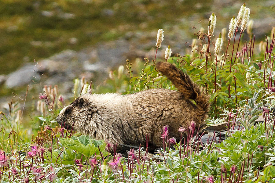 Harding Icefield Hike Marmot