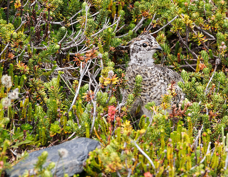 harding icefield hike ptarmigan chick