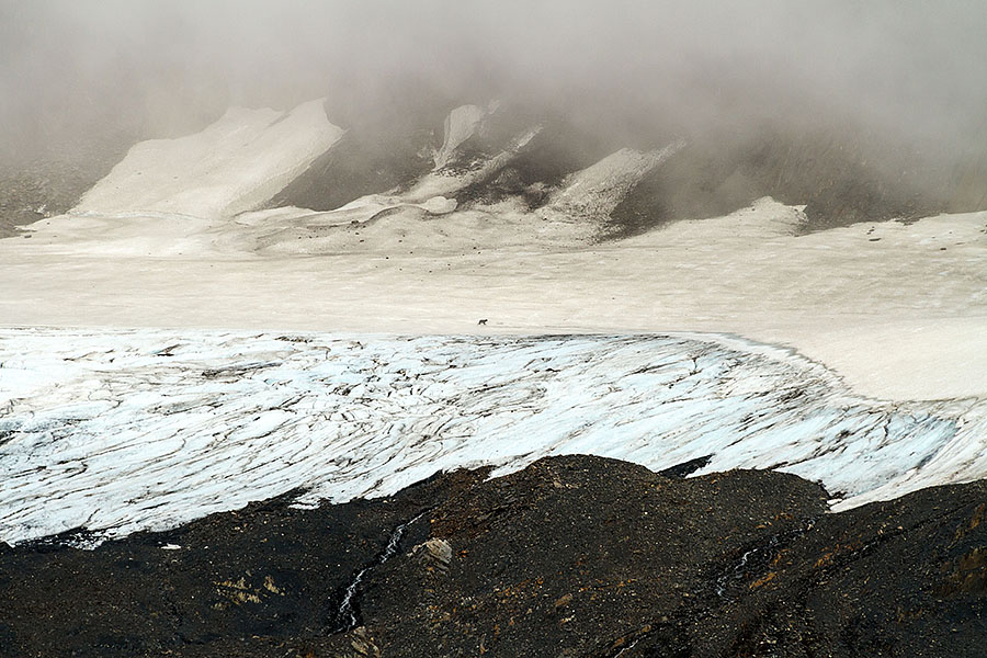 Harding Icefield Hike Bear