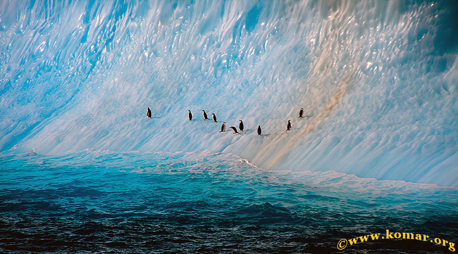 astrolabe island penguins