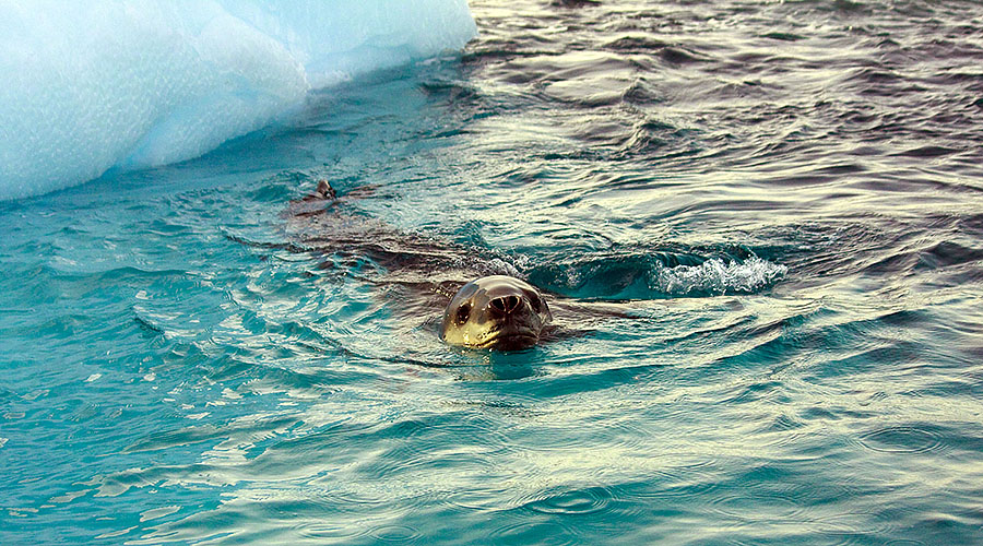 Astrolabe Island Leopard Seal 9