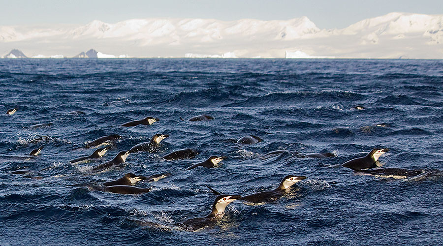astrolabe island penguins leaping 1