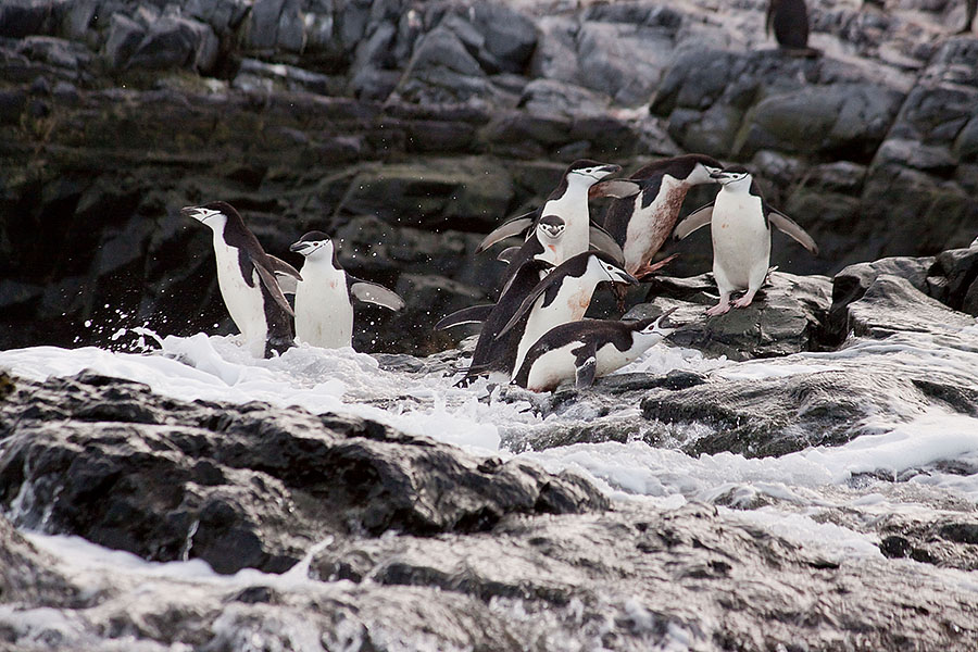 astrolabe island chinstrap penguins 1
