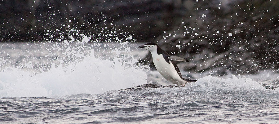 Astrolabe Island antarctica chin strap penguin