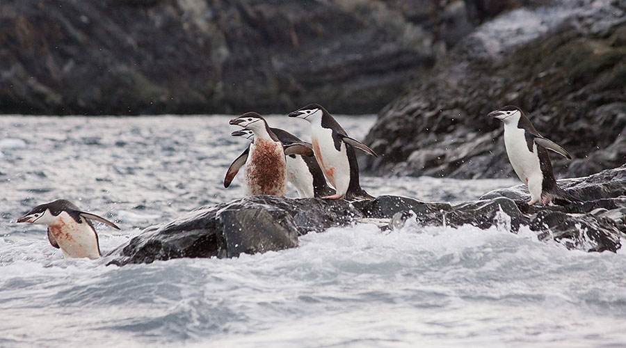 antarctica Astrolabe Island p