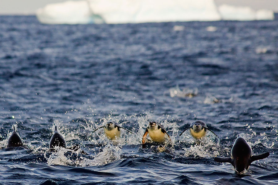 astrolabe island penguins leaping 2
