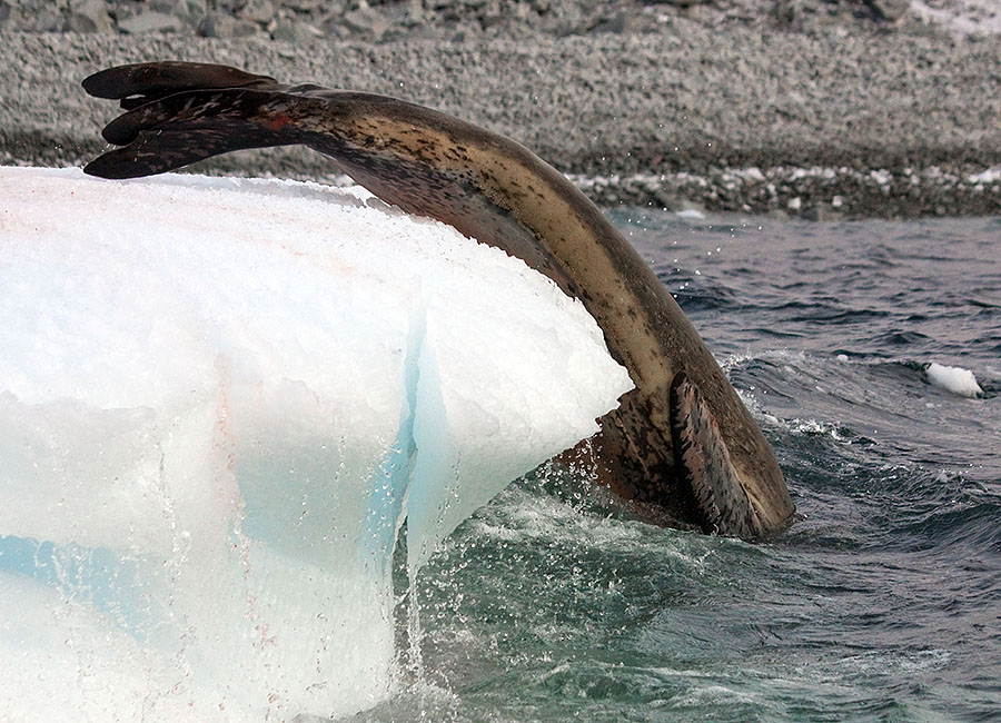 antarctica Astrolabe Island z