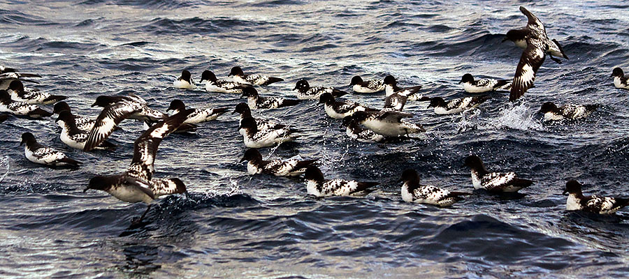 astrolabe island birds 1