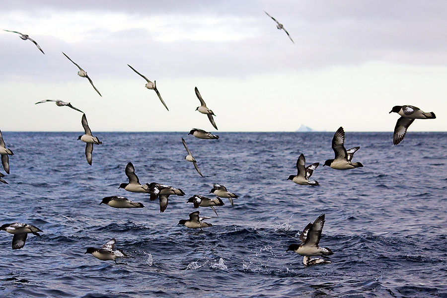 Astrolabe Island birds flying