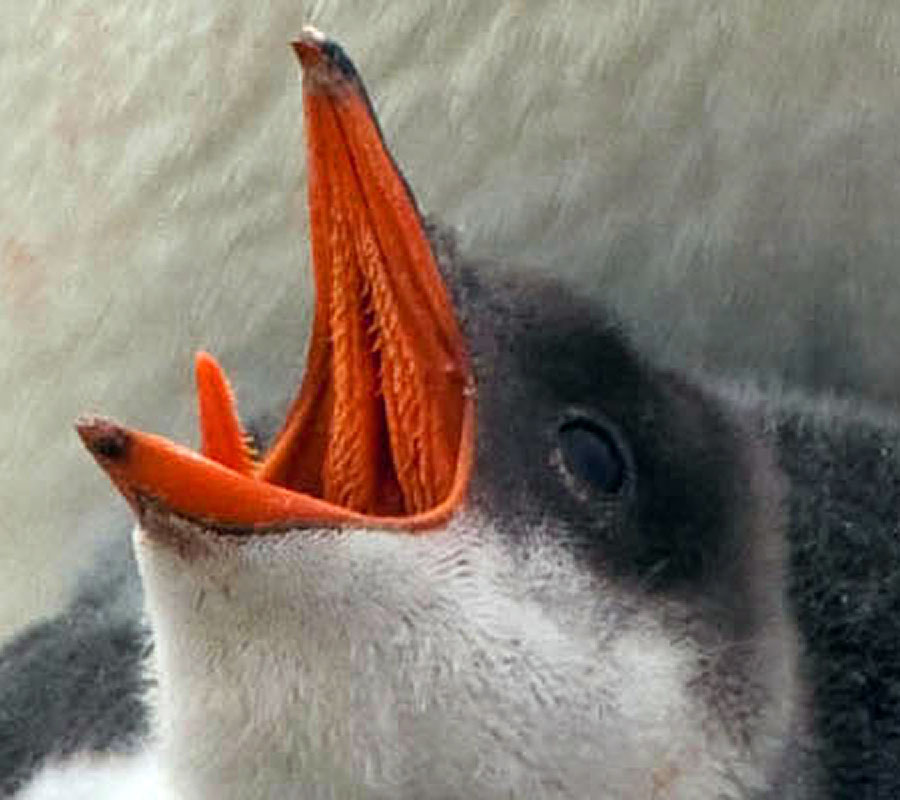 gentoo penguins closeups c1