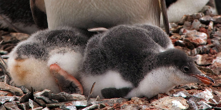 gentoo penguin chicks a2