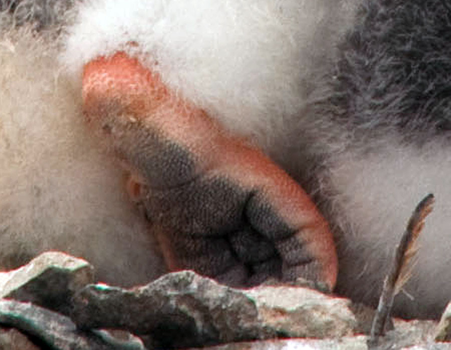 gentoo penguin chicks a4