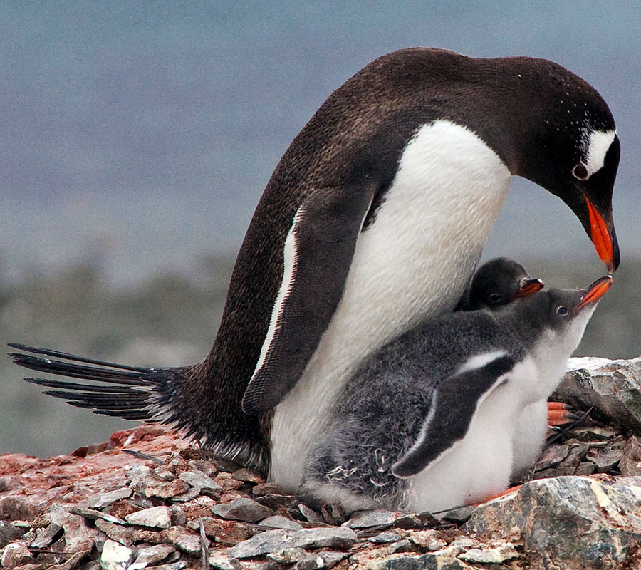 gentoo penguin chicks aa1