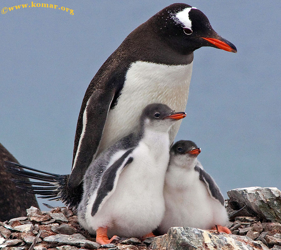 baby gentoo penguin